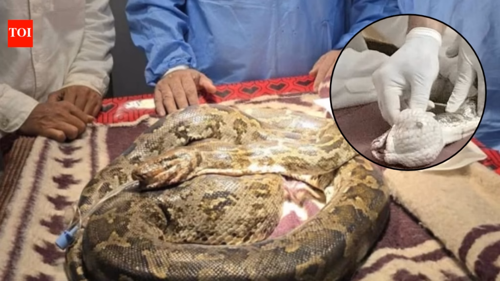 8.5 kg python rescued with 200 gram tumour in its mouth in Chhattisgarh; doctors operate for over 2 hours
