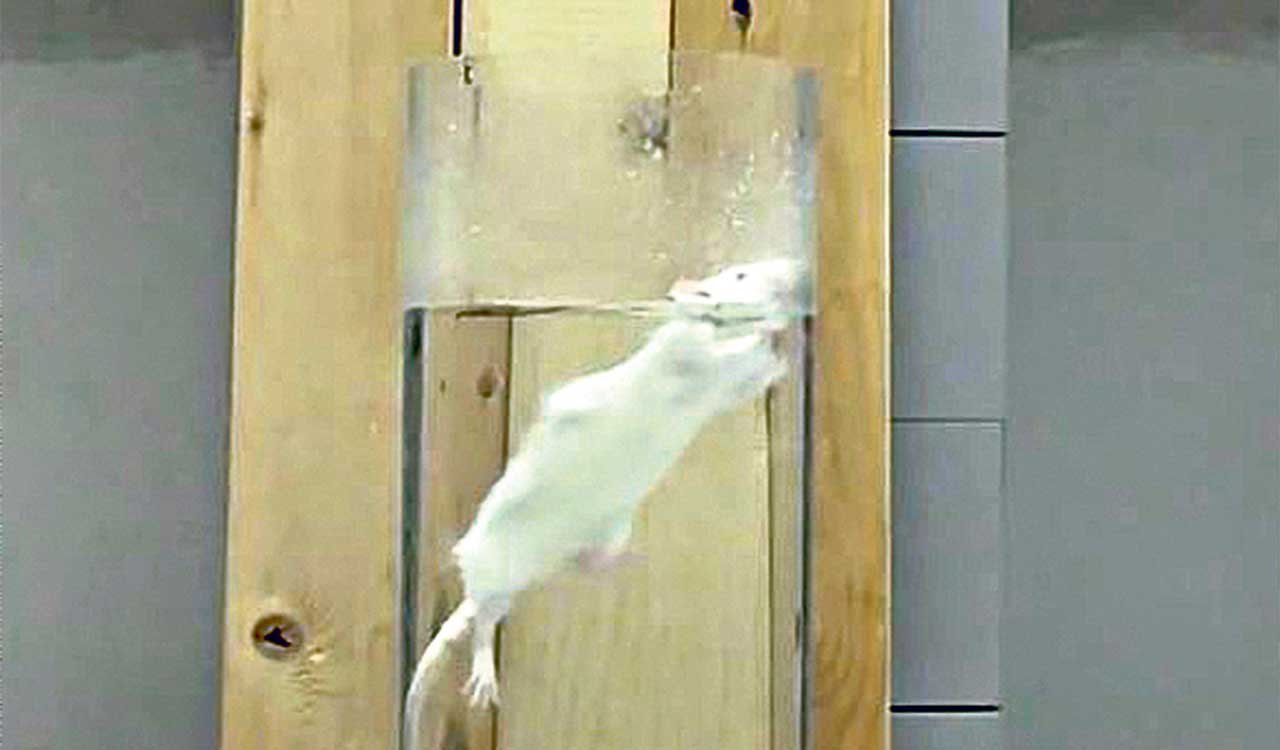 From rats to monkeys, strict new rules for lab animal testing