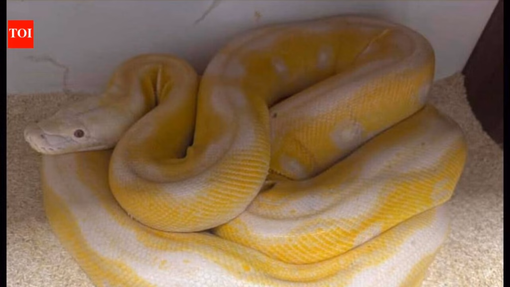 A pet that escaped? Giant Burmese Python rescued in Chhatarpur, case registered