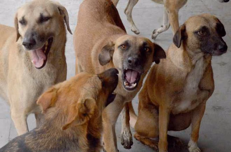 Activists flag risks to community animals under draft lab rules