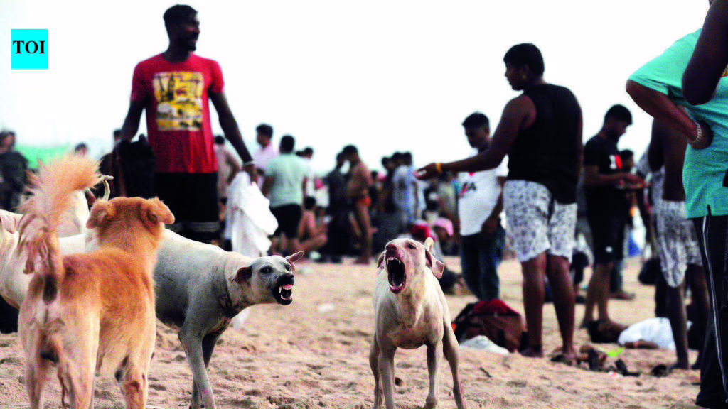 Adopt beach stray dogs within 7 days before relocation begins: Tourism dept