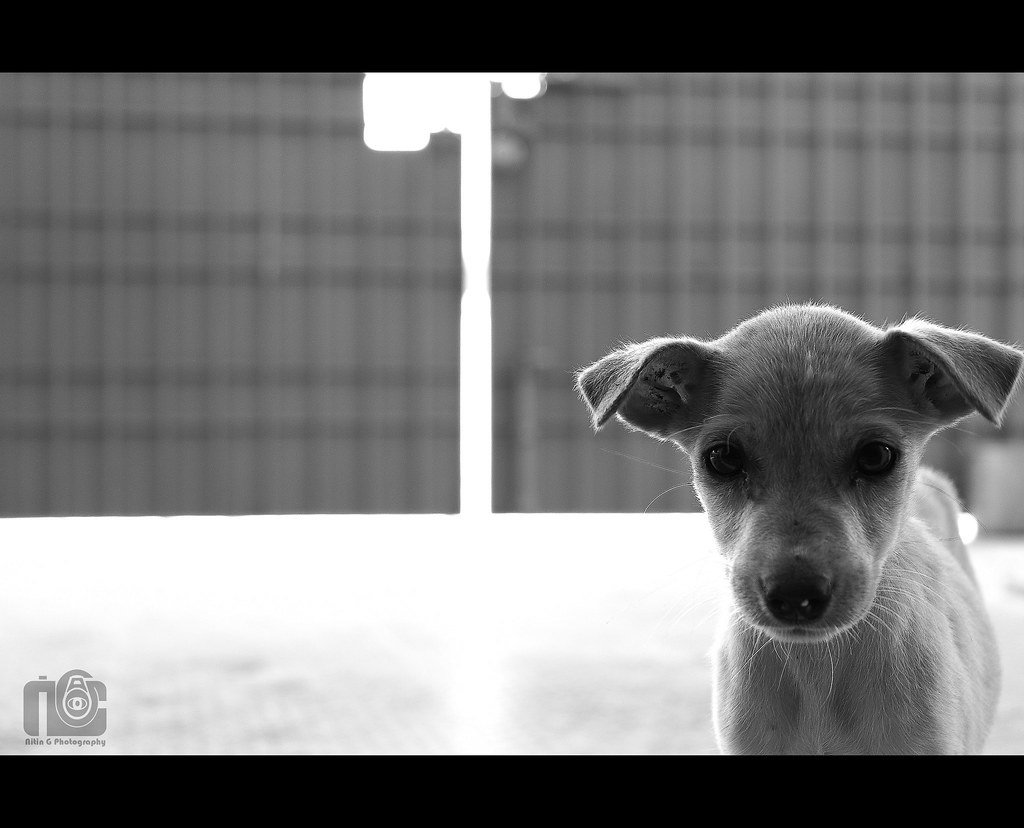 Adoption Day at Blue Cross of Hyderabad