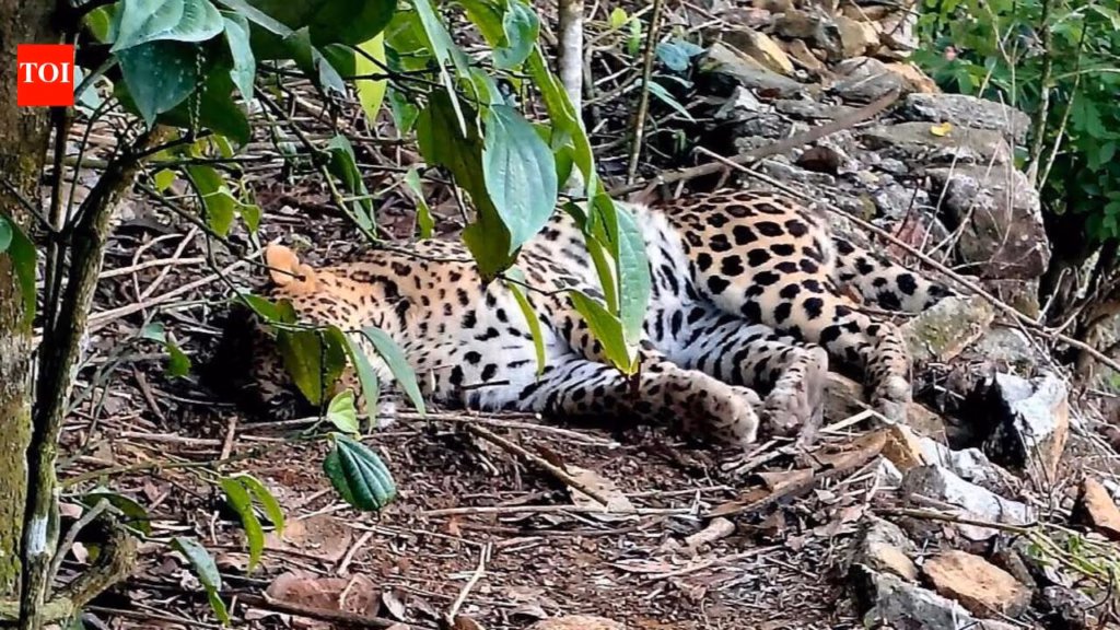 Ailing leopard found near Valparai in ATR dies despite treatment