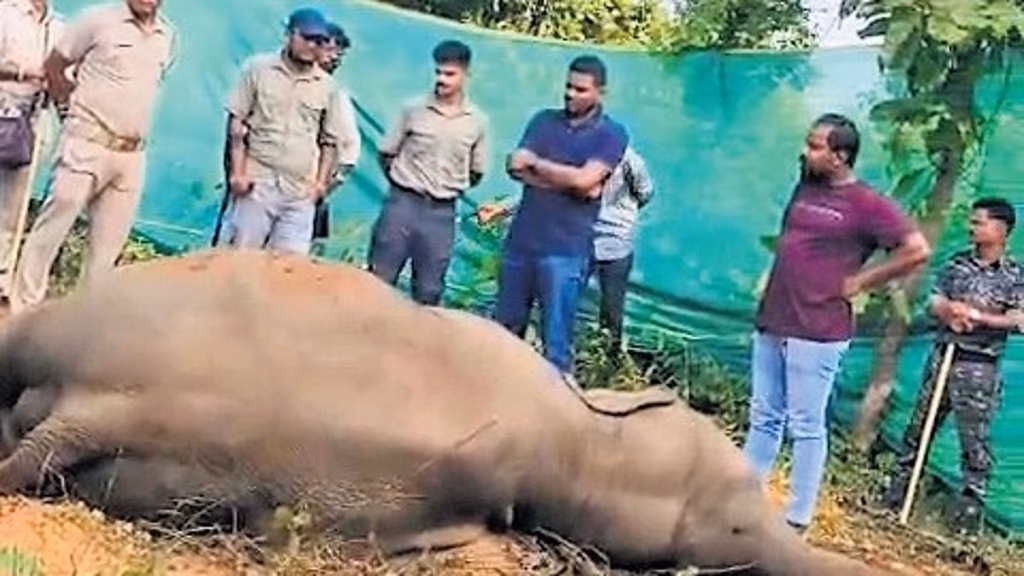 Ailing tusker dies in Odisha’s Rairakhol forest division, officials rebut poaching