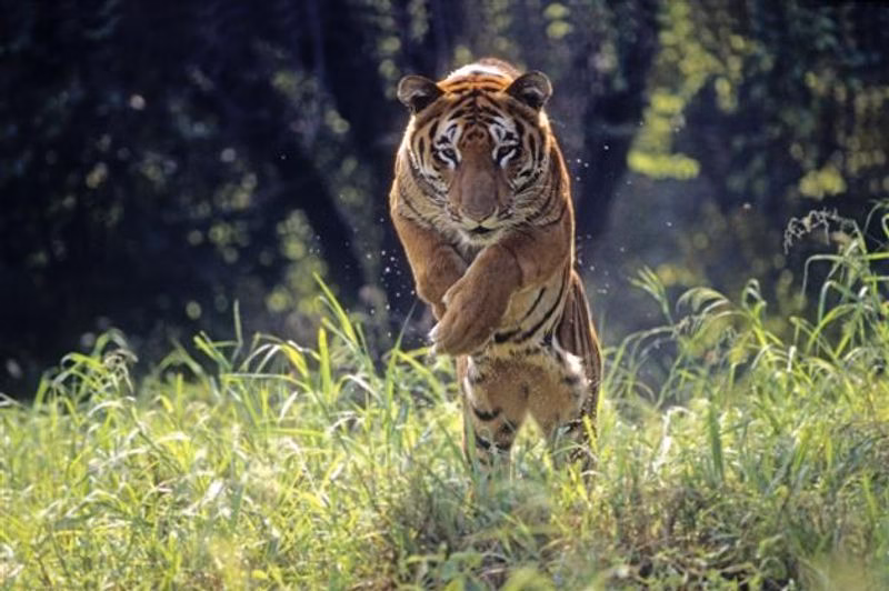 Amid poaching concerns, apex tiger body flags 63.81% vacancies in Bandipur Tiger Reserve
