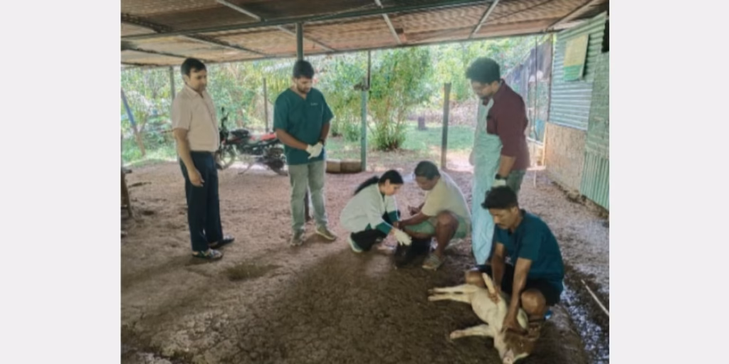 Andaman begins pig vaccination after classical swine fever outbreak