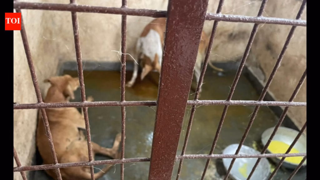 Animal activists raise concerns over upkeep of Pollachi ABC centre