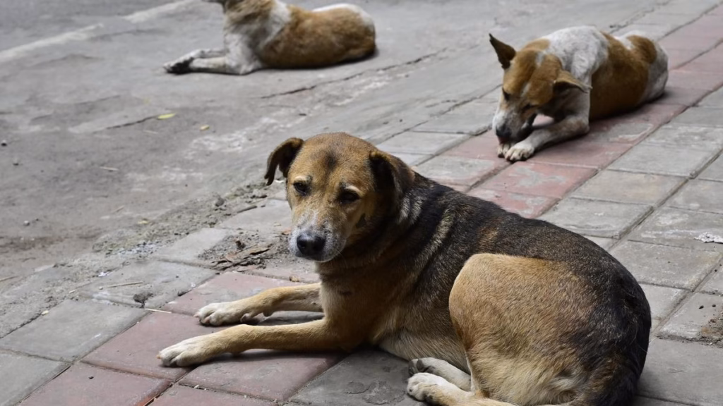 Animal activists urge CM to act against North Corporation officials over dog removals