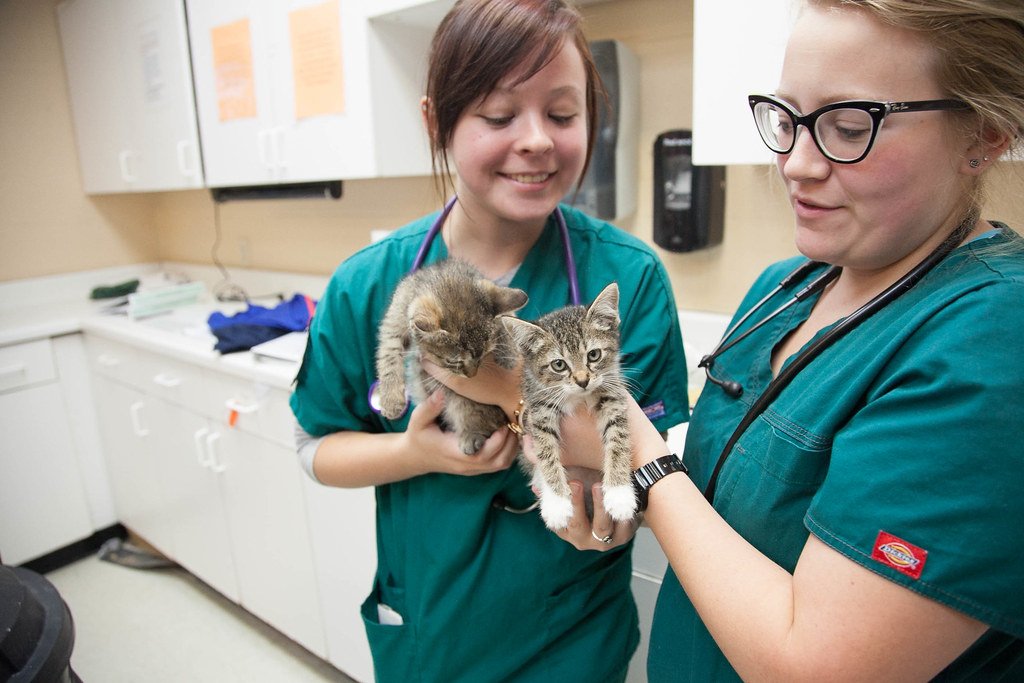 What is Animal Birth Control (ABC) and how does it work?