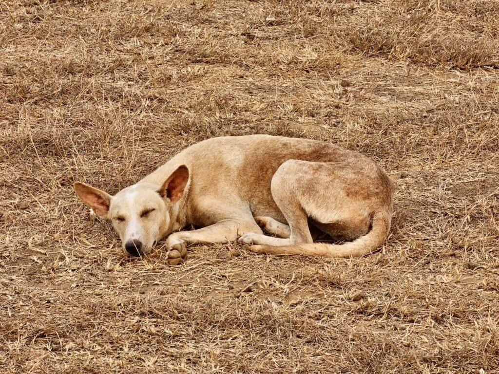 Animal Cruelty in Lucknow: Man Shoots Stray Dog Dead With Rifle After It Barks at Him (Disturbing Video)