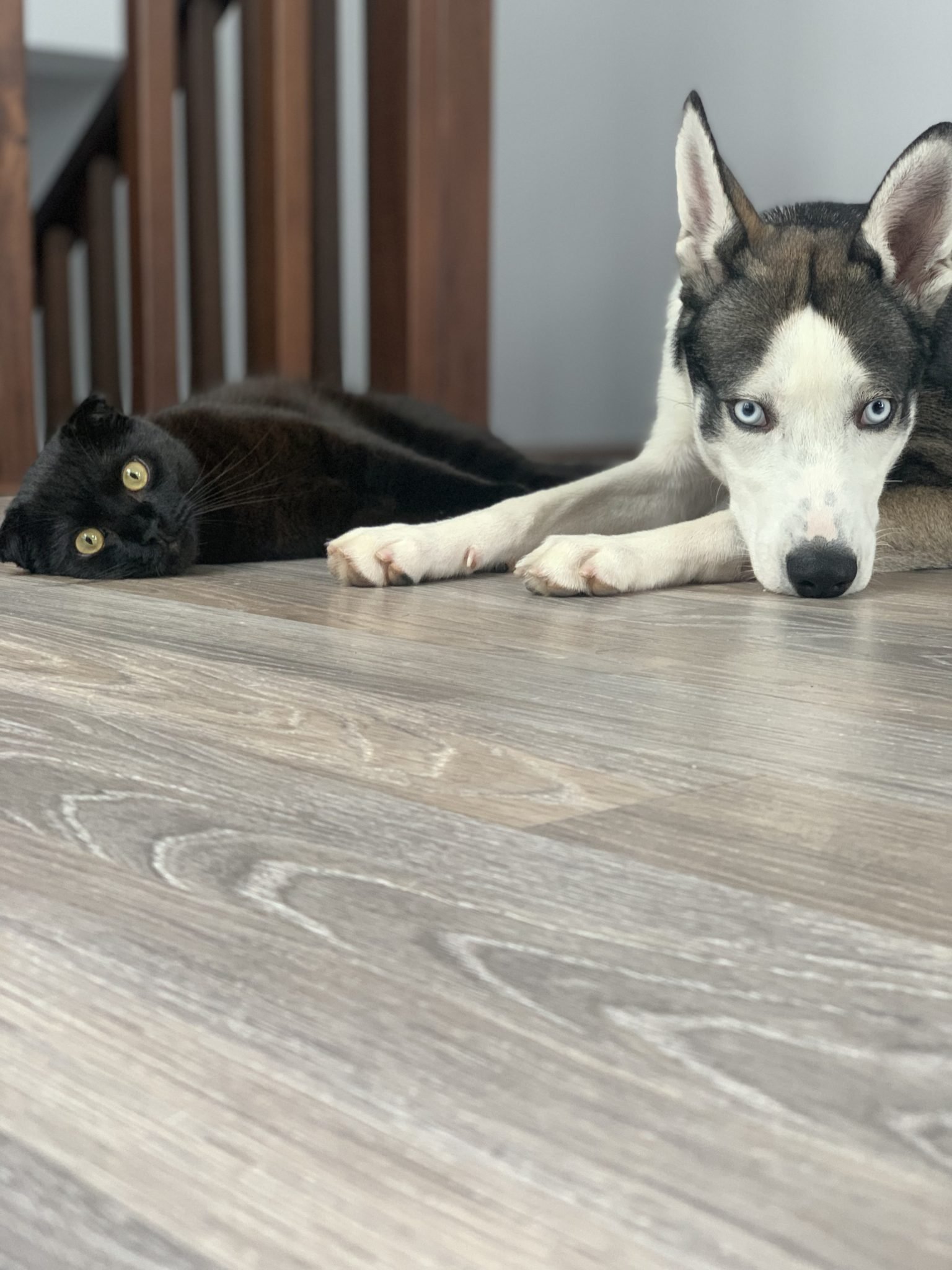 Animal welfare: frequently asked questions