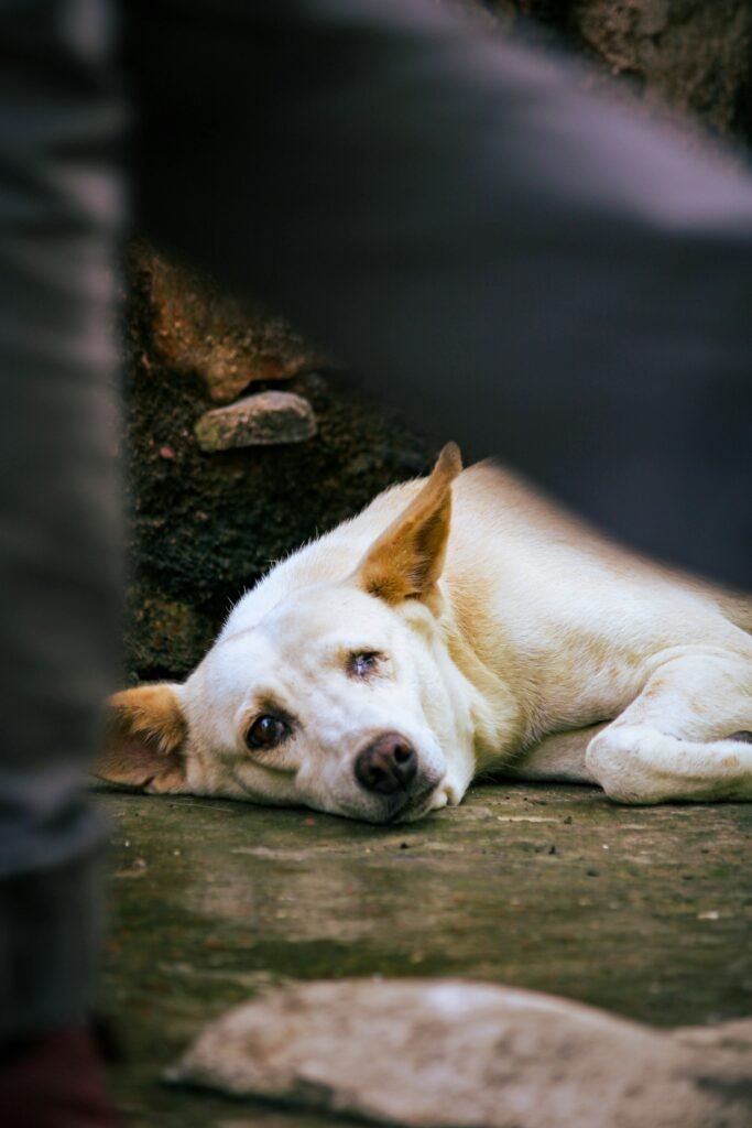 Indian street dog symbolizing compassion and the animal lives Animal Writes campaign seeks to protect through Supreme Court petition