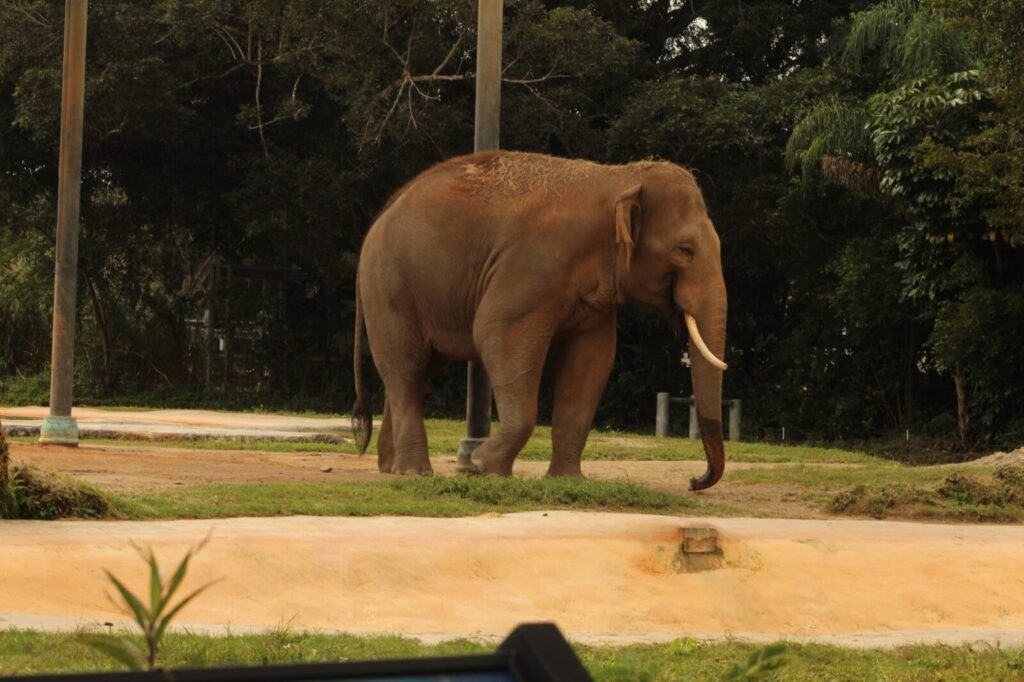 As Nearly 50 Temples Welcome Mechanical Elephants, Supreme Court Decision on Ailing Elephant Madhuri a Lost Opportunity for Animal Welfare