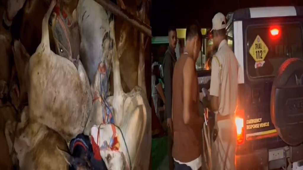 Assam: 30 cattle rescued from concealed truck compartment in Kaliabor, driver arrested