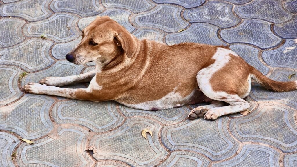 Stray Dog Menace: Child Attacked in Bharuch Village; CCTV Footage Emerges