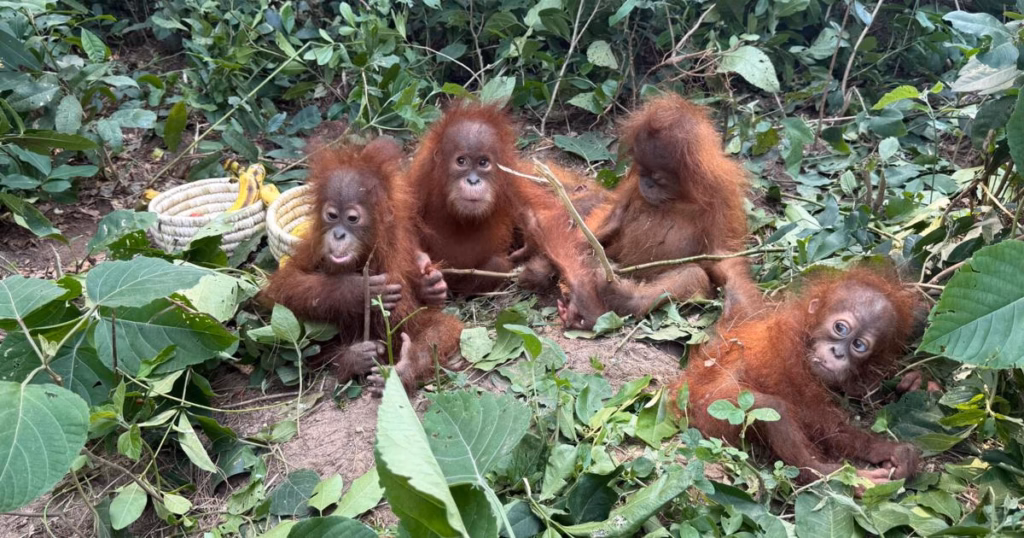 Baby orangutans in India expose illegal wildlife trade as experts question a billionaire’s zoo