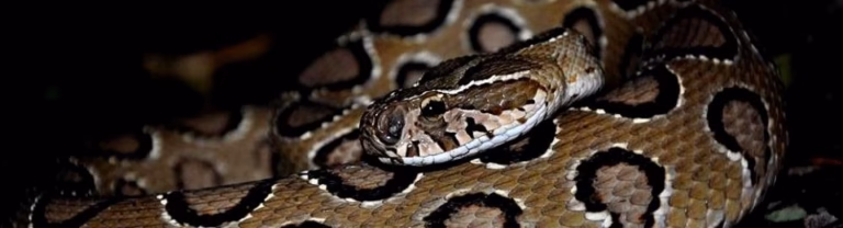 Badu Reptile Conservation Society