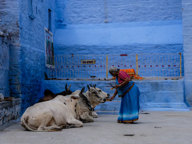 A woman feeding cows on a street in India