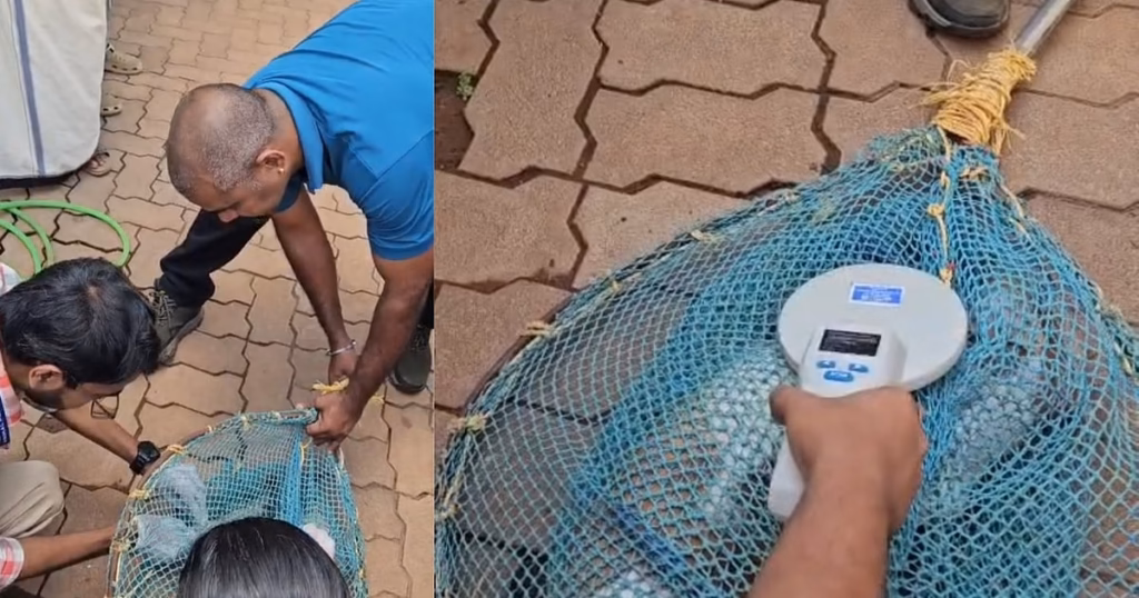 Bengaluru based firm offers microchip solution for stray dog management initiated in Keralam