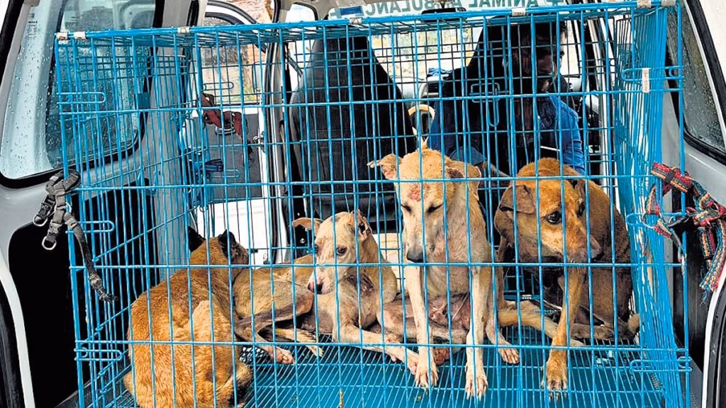 Bengaluru North City Corporation reviews care at dog shelter