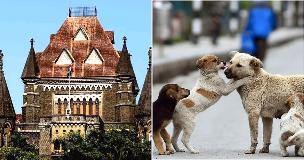 Bombay HC seeks Maharashtra stray dog census, sterilisation data and anti rabies vaccine figures