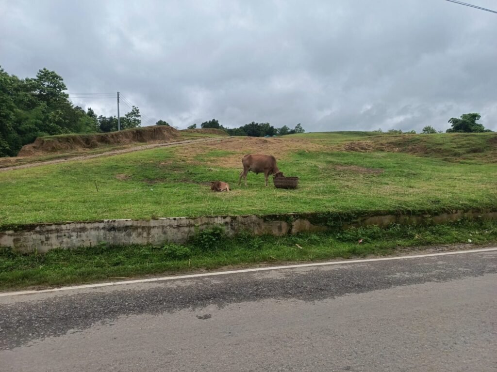 Bombay High Court Allows Interim Custody of Seized Cattle to Claimed Owners in Animal Cruelty Case — Courts Below Erred in Rejecting Custody Without Considering Conditional Release. Pending trial under Section 11(1)(d) of Prevention of Cruelty to Ani