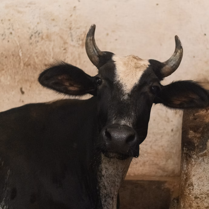 Bombay Society For Prevention Of Cruelty To Animals