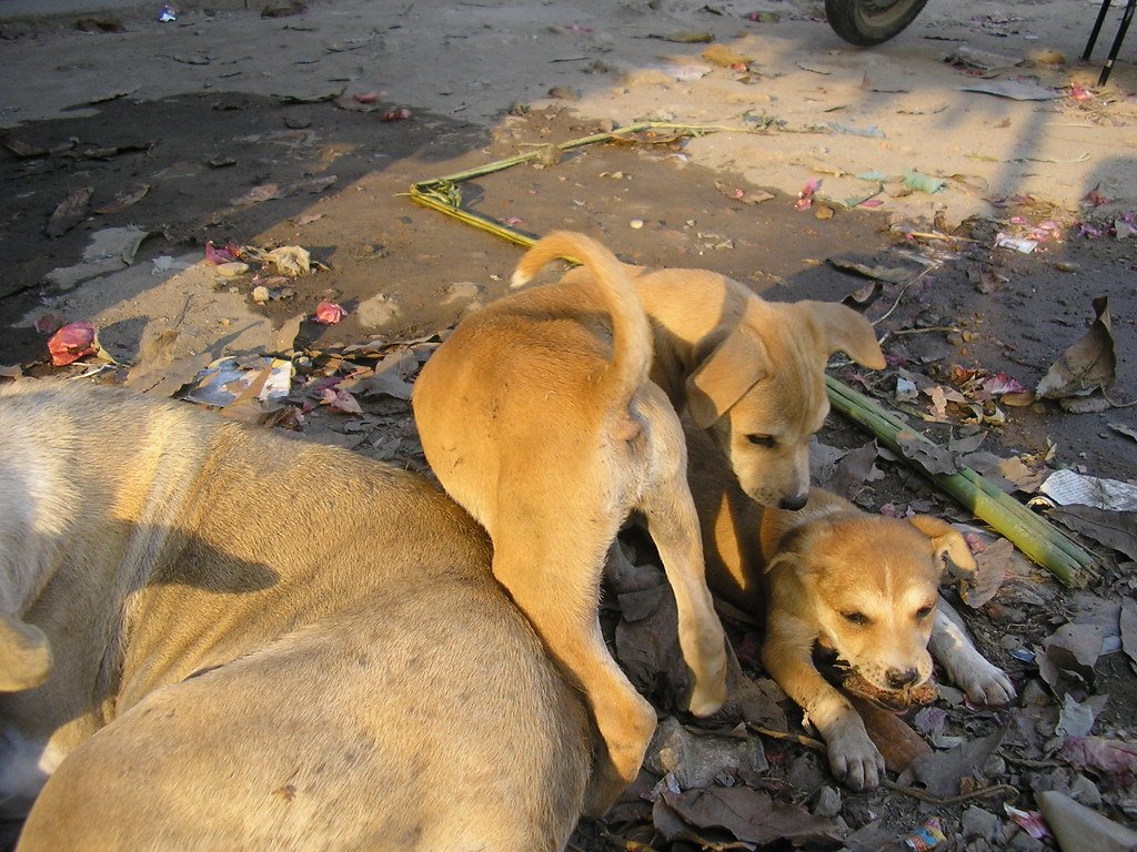 Caring for community dogs in your area