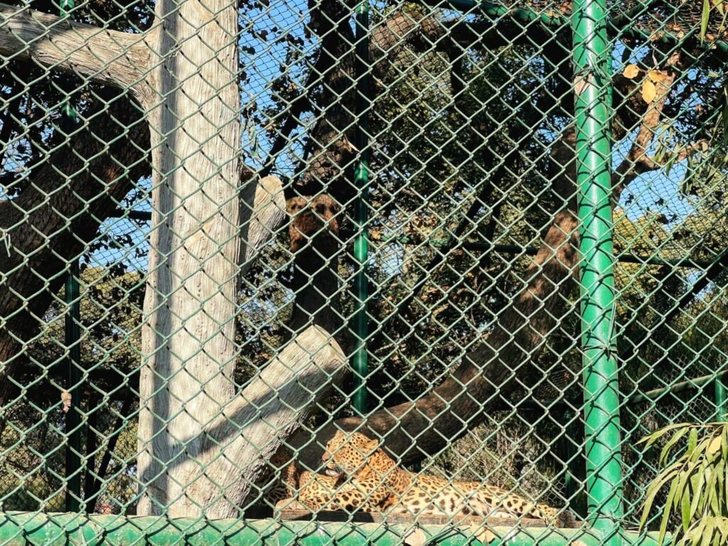 Carnivores in a metropolitan forest island: first spatial capture-recapture estimates reveal high densities of leopards and striped hyenas in Jaipur, India