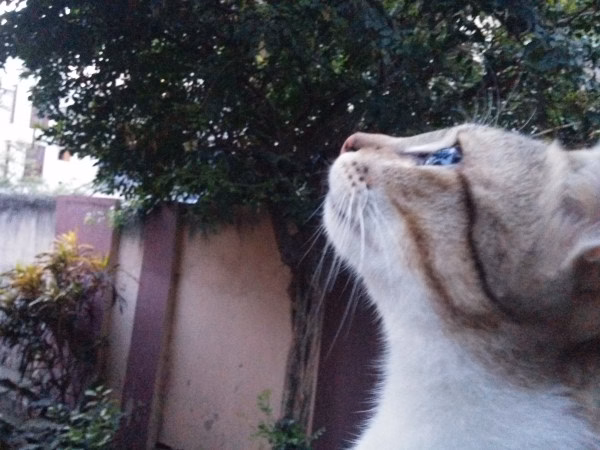 Cat sanctuary