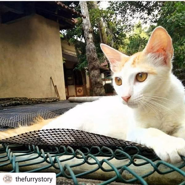 Cat sanctuary
