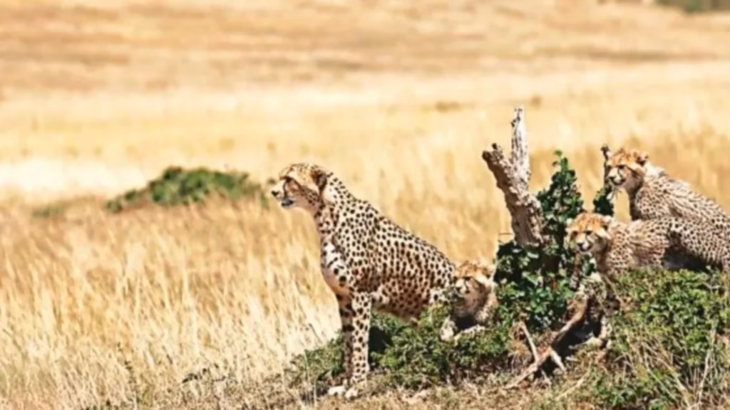 Cheetah cub found injured outside protected Kuno area raises fresh questions on wildlife safety