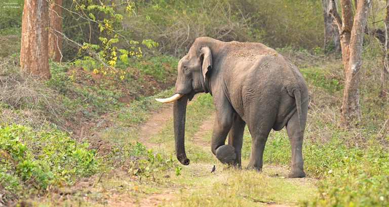 Coorg Wildlife Society