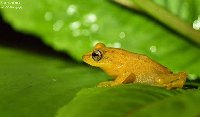 Coorg Wildlife Society