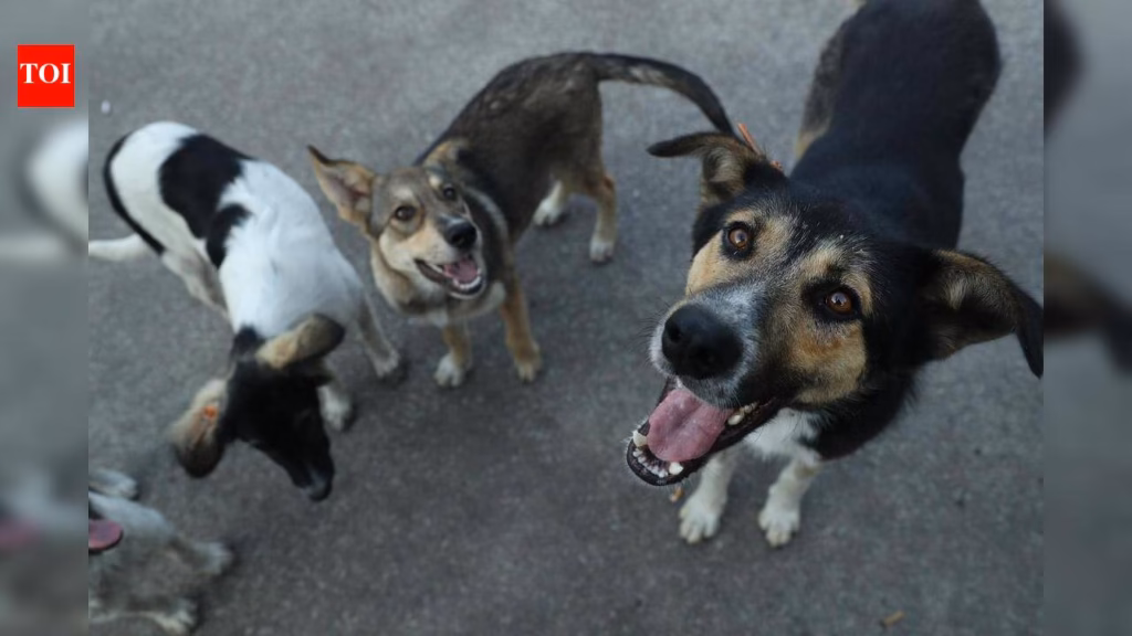 Dependence on private vets, NGOs won’t help: HP HC flags gaps in stray dog sterilisation