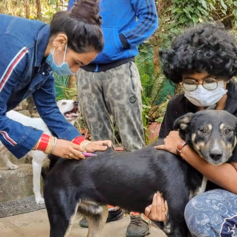 Dharamsala animal rescue trust