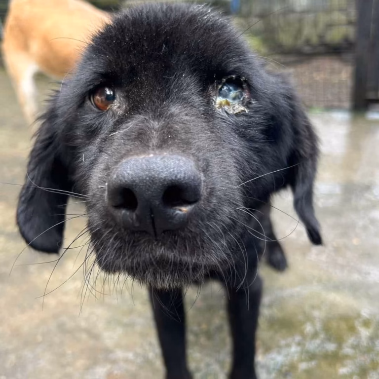 Dharamsala animal rescue trust