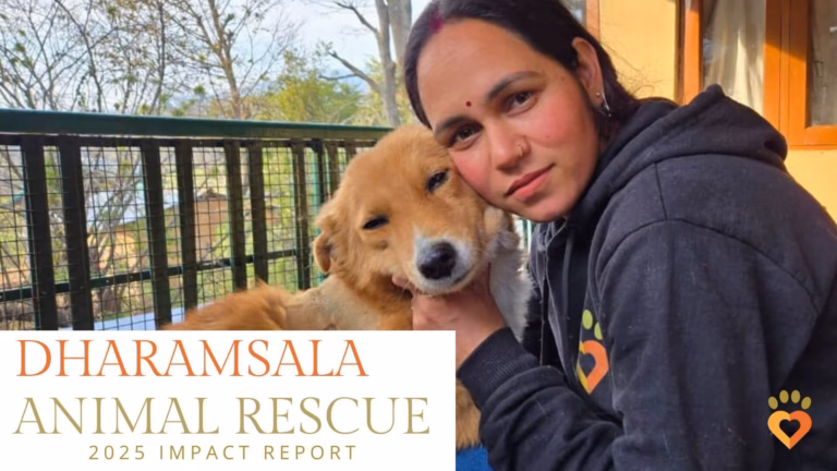 Dharamsala animal rescue trust