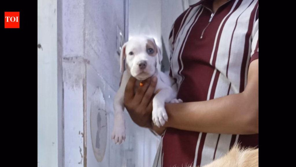 DJ menace torments pets, makes them flee or behave erratically
