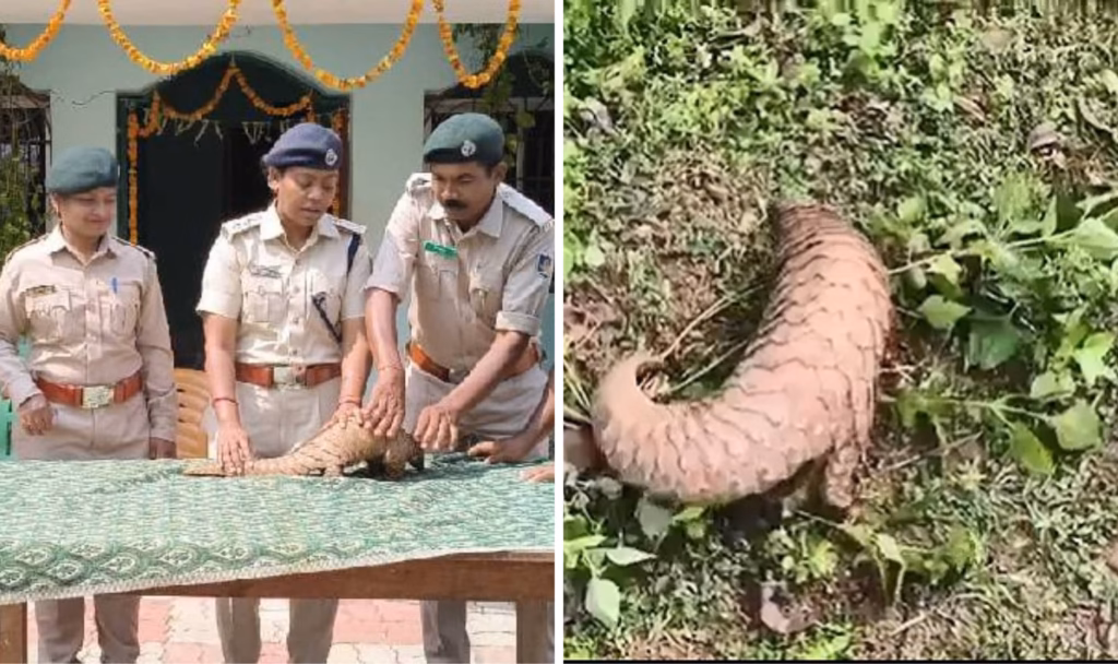 Endangered indian pangolin rescued and released in Malkangiri