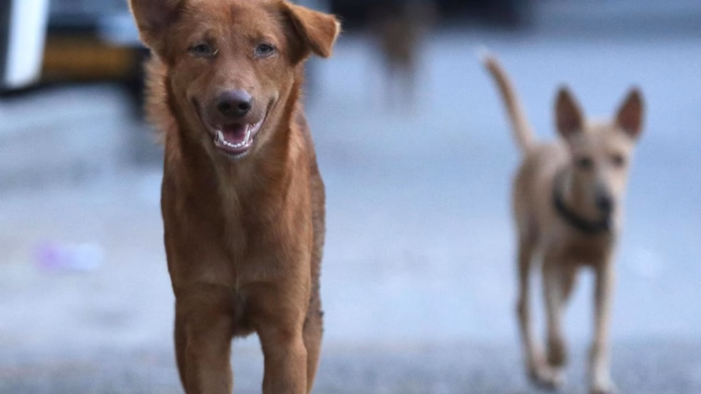 Ernakulam district panchayat in Keralam to speed up sterilisation of dogs