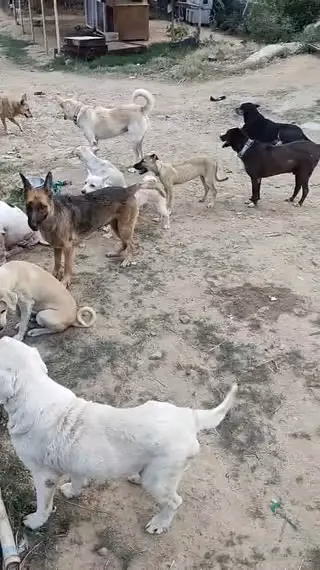 Faridabad Voice of Voiceless Foundation