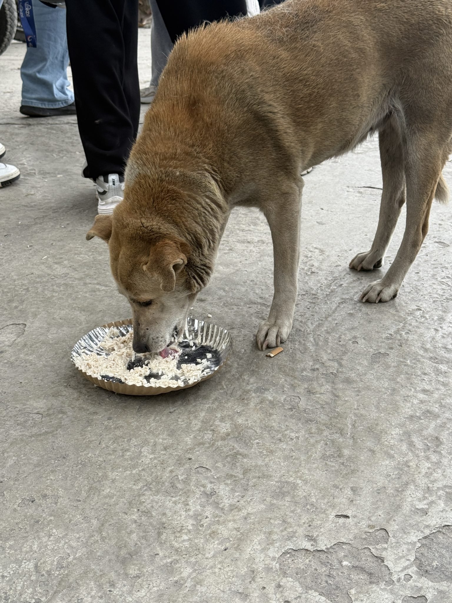 Feeding community animals: good practice