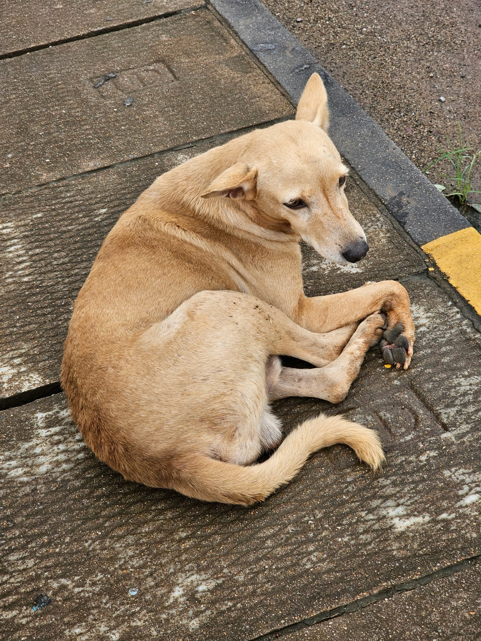 Feeding community dogs: what the law says