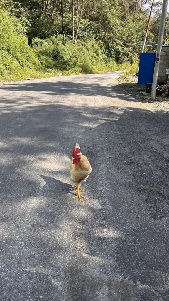 FIR Registered After Chicks Kicked onto Railway Tracks and Left to Die Following PETA India Complaint in Guwahati, Assam.