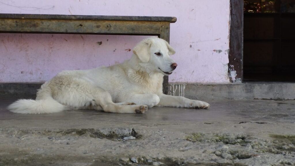 Five-Year-Old Boy Grievously Injured In Stray Dog Attack In Indravelli