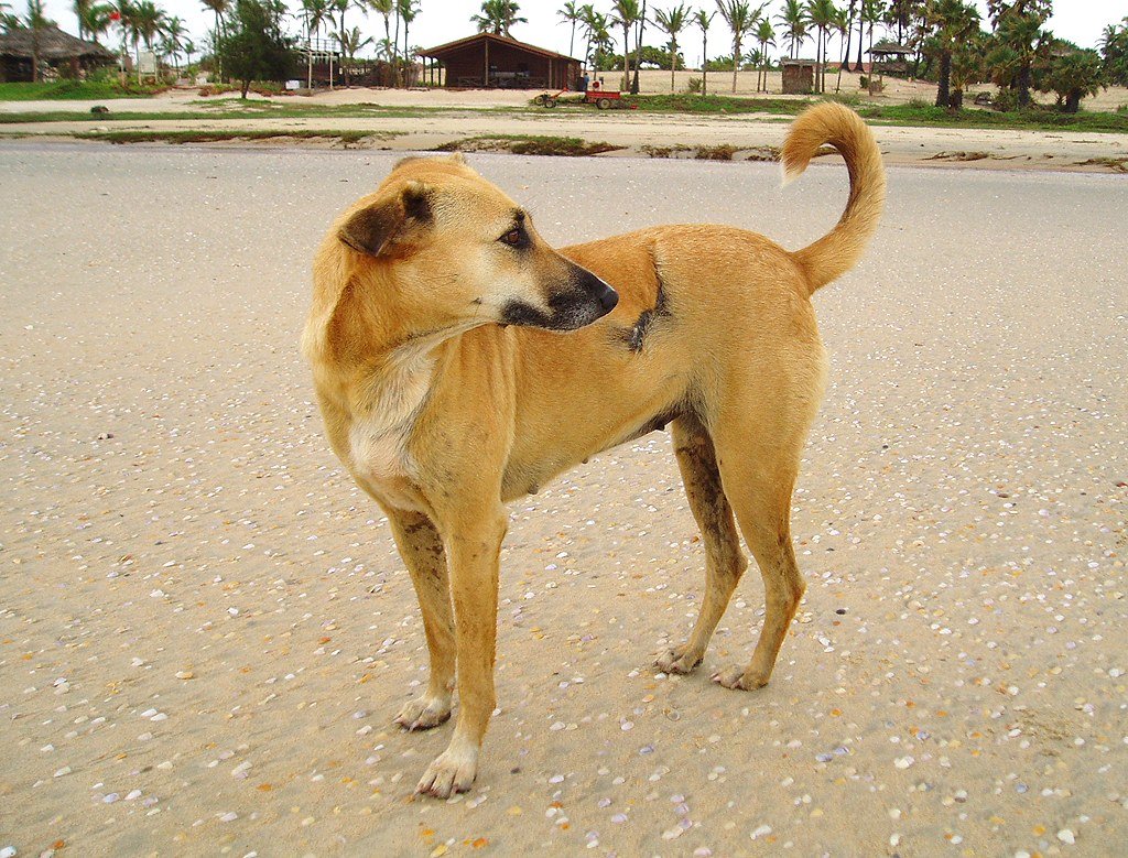 Helping an injured animal: staying safe, getting help and moving it