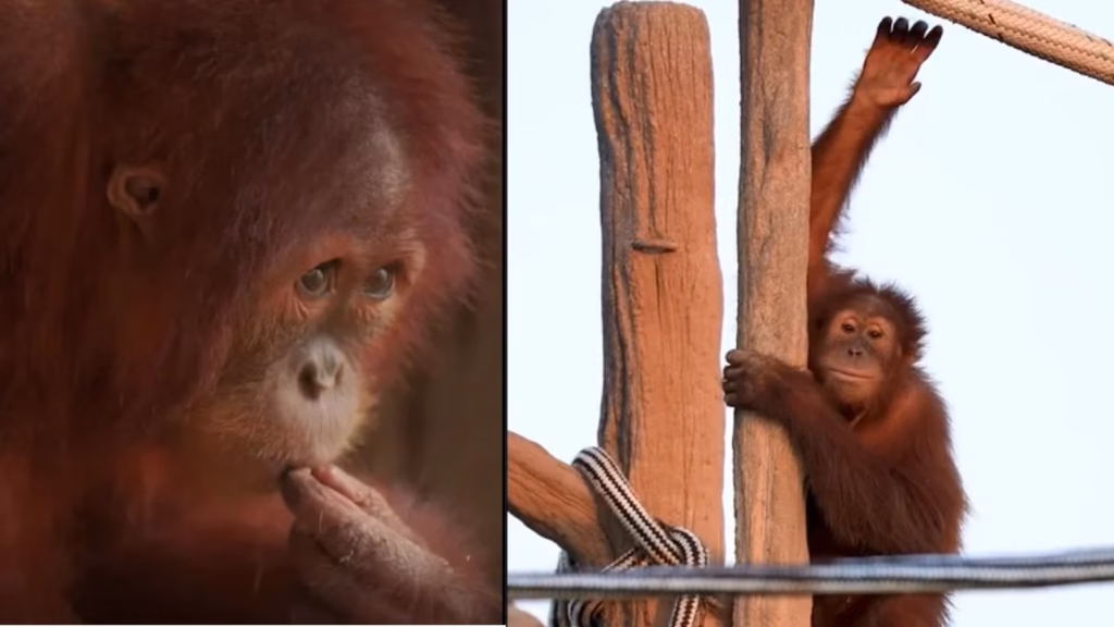 Found locked in a tiny cage in Maharashtra, orangutan returns home to Indonesia