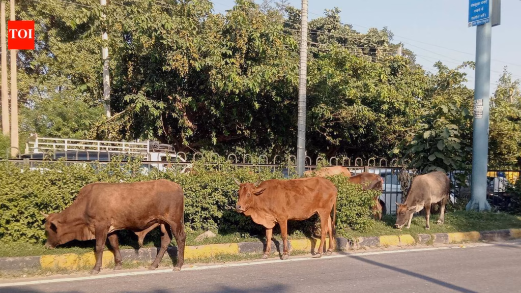 Gaushalas full: Panchkula streets turn into open air cattle pounds
