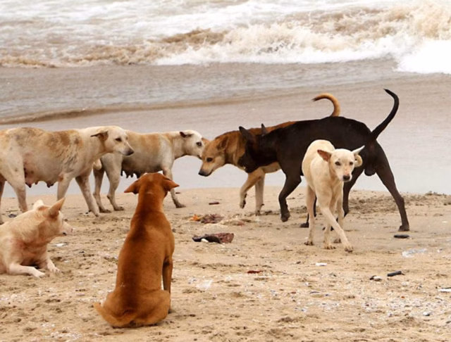 Goa plans stray dog survey, sterilisation and shelter network for beach areas